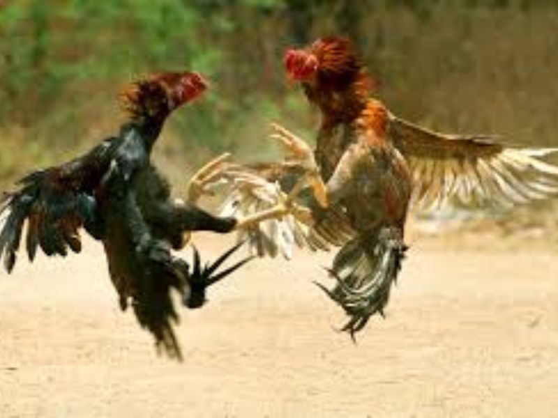 Thả gà chọi có yêu cầu kĩ thuật hay không?