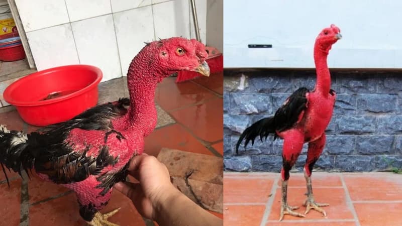 Vào mồi gà chọi để gà khỏe, đủ dinh dưỡng khi đi đá gà