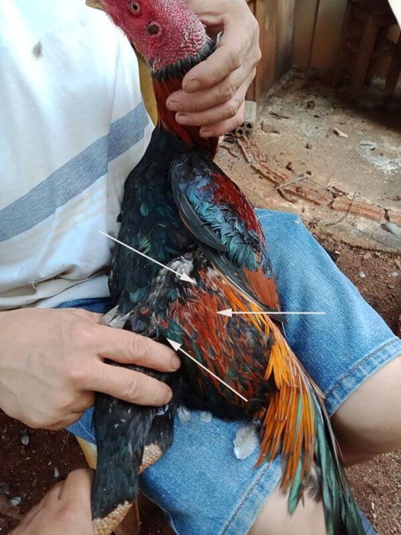 Chuẩn bị tiến hành nhổ lông đuôi gà chọi