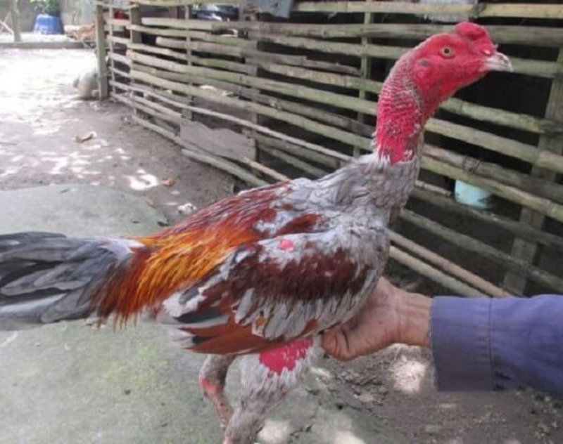 Nhổ lông đuôi gà chọi