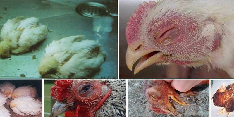 Bệnh phổi ở gà do vi khuẩn Ornithobacterium rhinotracheale gây ra