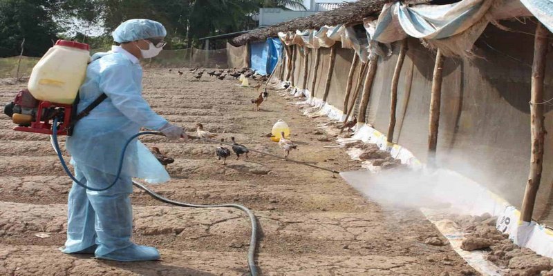 Sử dụng các loại thuốc kháng sinh điều trị bệnh phổi ở gà hiệu quả