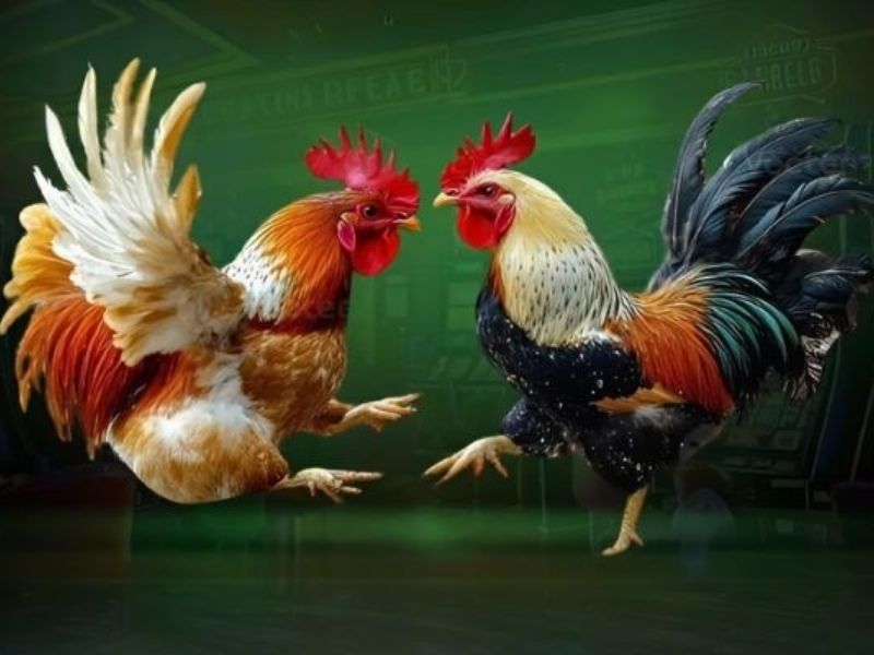 Ưu điểm của đá gà trực tuyến